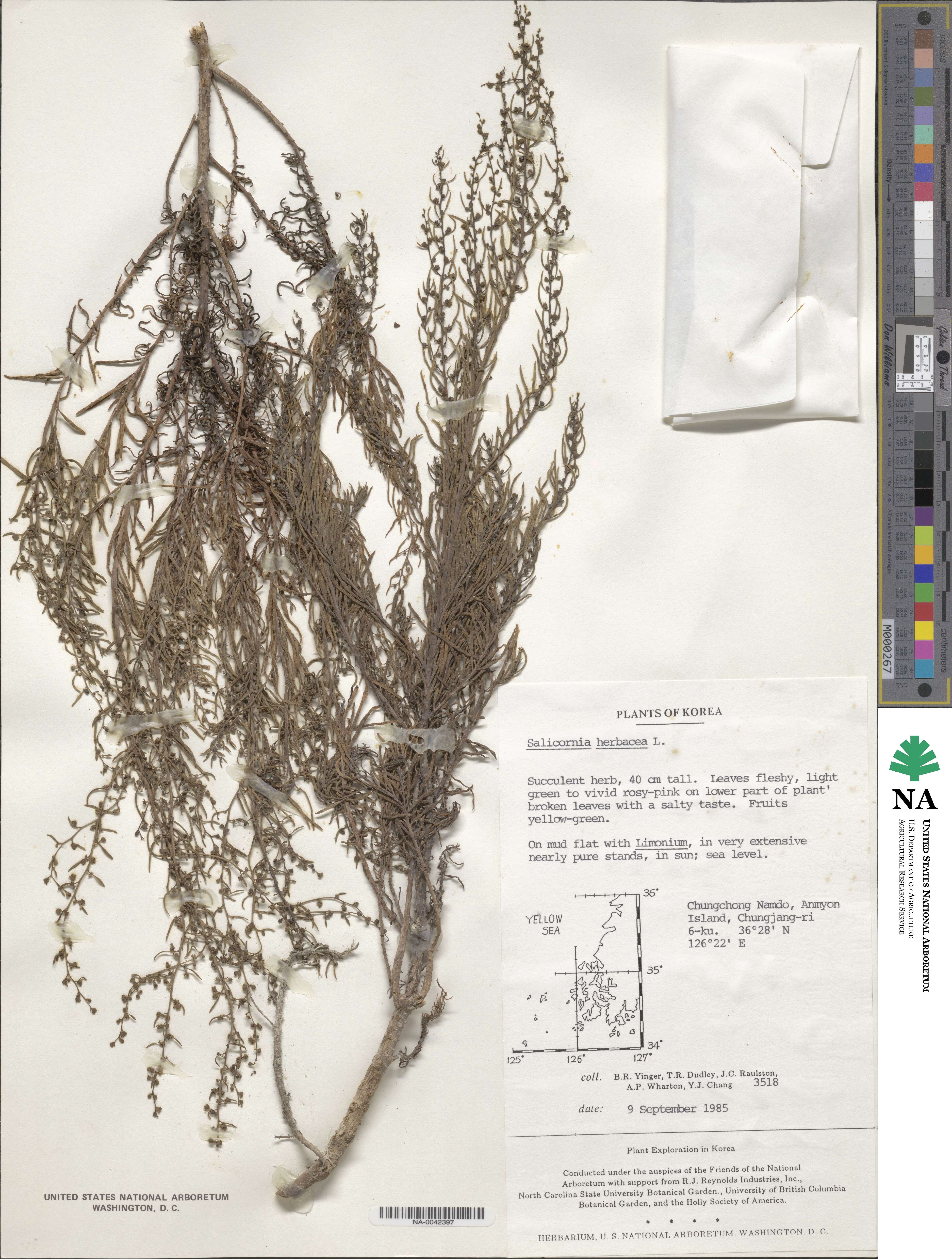 Salicornia herbacea image