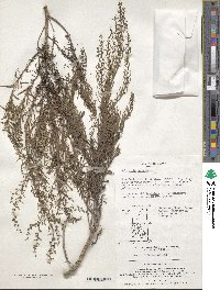 Salicornia herbacea image