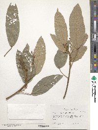 Mallotus philippensis image