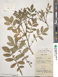 Solanum verrucosum image