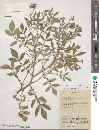 Solanum verrucosum image
