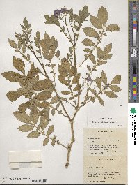 Solanum verrucosum image