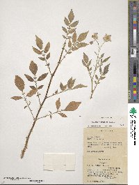 Solanum verrucosum image