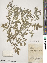 Solanum verrucosum image