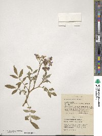 Solanum verrucosum image