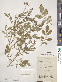 Solanum verrucosum image