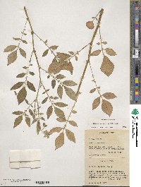 Solanum verrucosum image