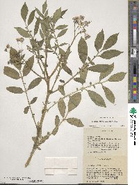 Solanum verrucosum image