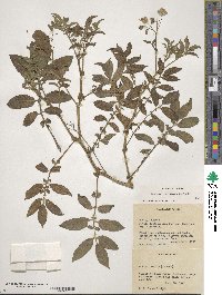 Solanum verrucosum image