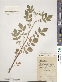 Solanum verrucosum image