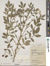 Solanum stoloniferum image