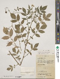 Solanum stoloniferum image