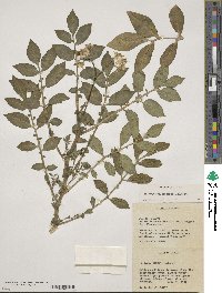 Solanum stoloniferum image