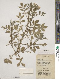 Solanum stoloniferum image