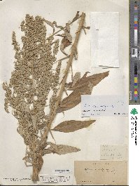 Artemisia vulgaris image