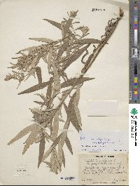 Artemisia vulgaris image