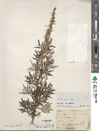 Artemisia vulgaris image