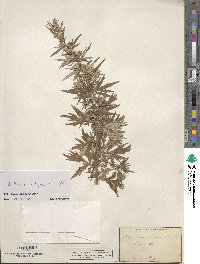 Artemisia vulgaris image