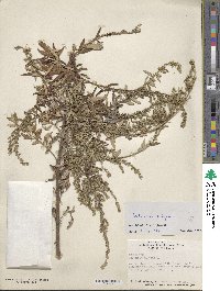 Artemisia vulgaris image