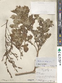 Artemisia vulgaris image