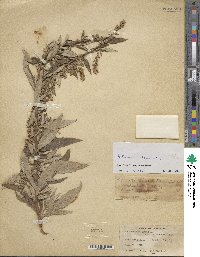 Artemisia vulgaris image