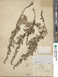 Artemisia vulgaris image