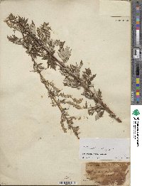 Artemisia vulgaris image