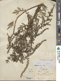 Artemisia vulgaris image