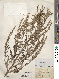 Artemisia vulgaris image