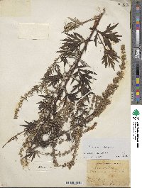 Artemisia vulgaris image