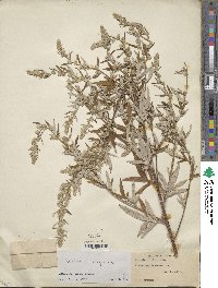 Artemisia vulgaris image