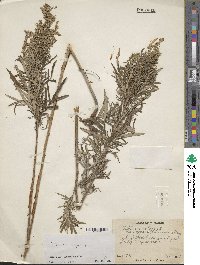 Artemisia vulgaris image