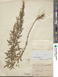 Artemisia vulgaris image