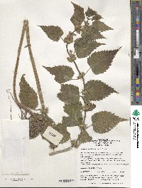 Lamium album subsp. barbatum image