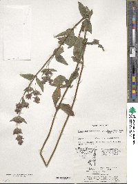 Clinopodium chinense image