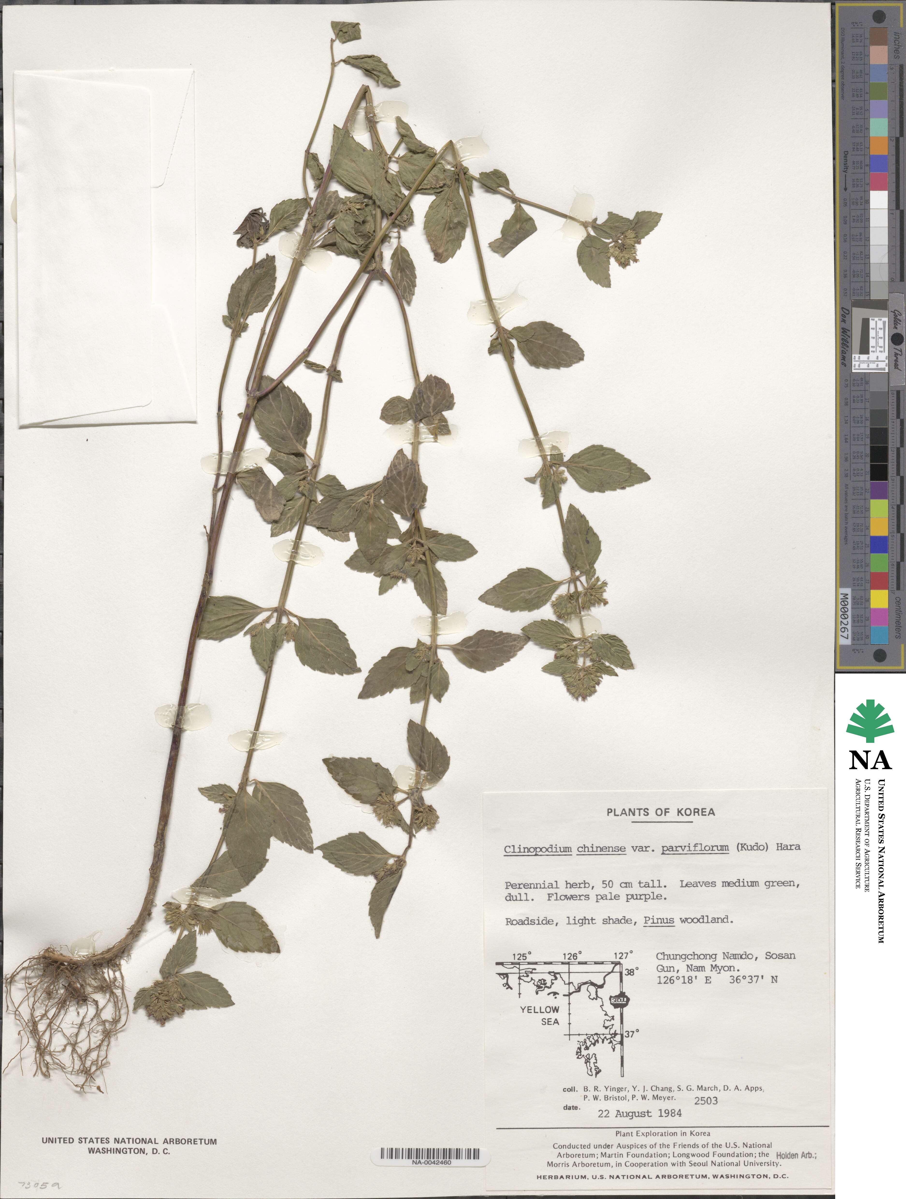 Clinopodium chinense image