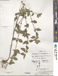 Clinopodium chinense var. parviflorum image