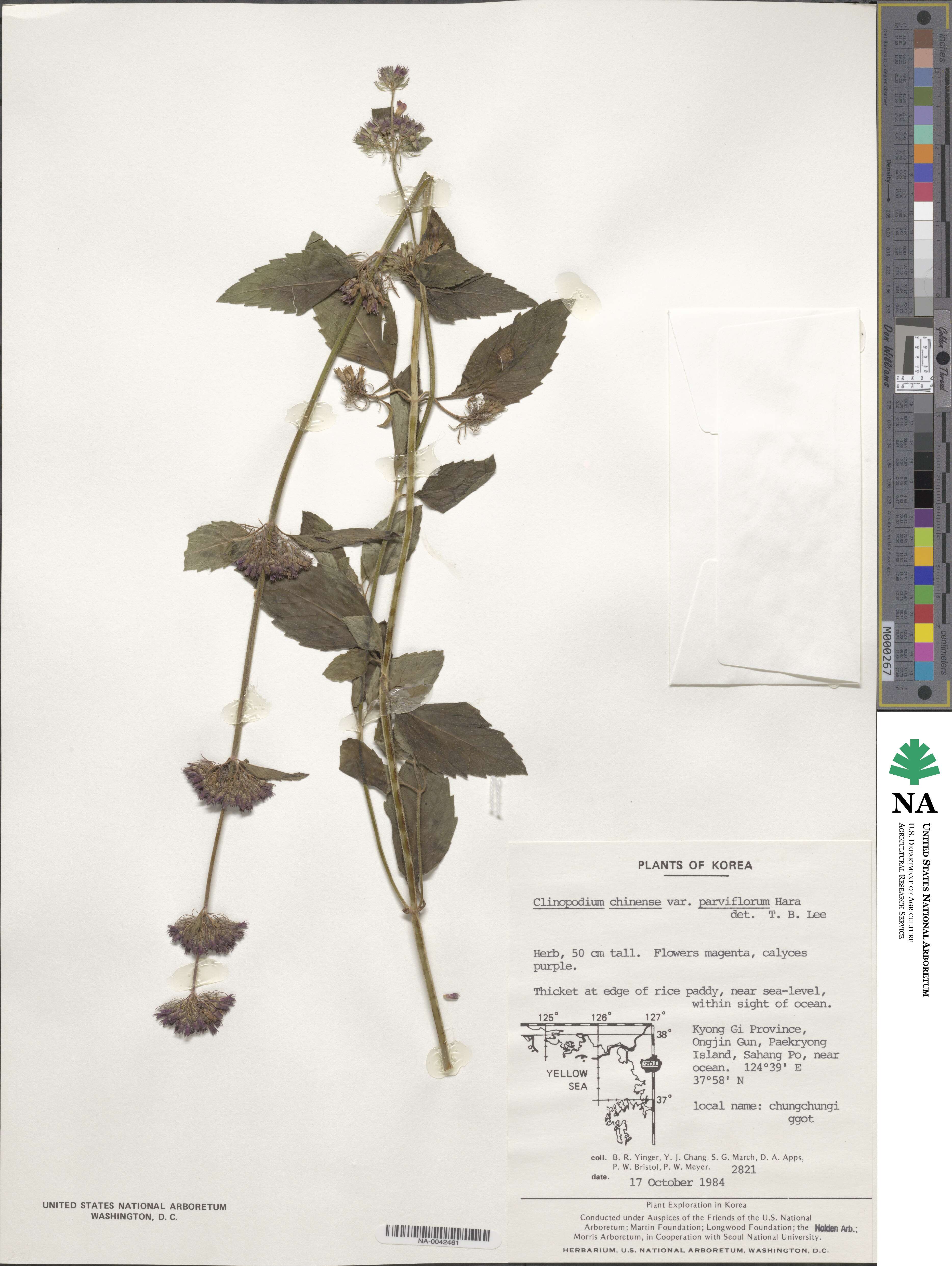 Clinopodium chinense var. parviflorum image