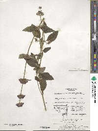 Clinopodium chinense image