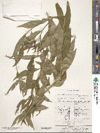 Image of Amsonia elliptica