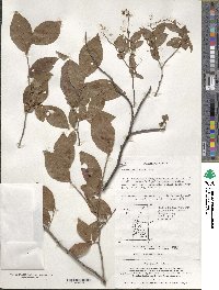 Vaccinium oldhamii image