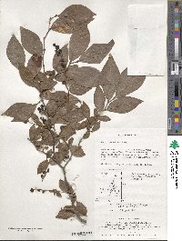 Vaccinium oldhamii image