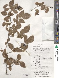 Vaccinium oldhamii image