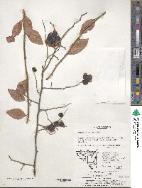 Vaccinium oldhamii image