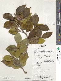 Camellia japonica image