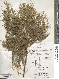 Tamarix chinensis image