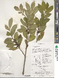 Eurya japonica image