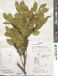 Eurya japonica image