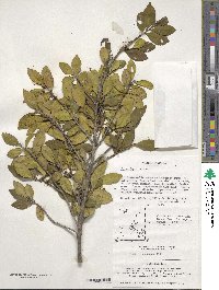 Eurya japonica image