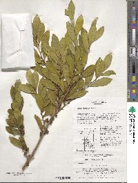 Eurya japonica image